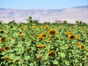 Yazıhan’da Ayçiçek Yağı Kadın Eliyle Üretilecek