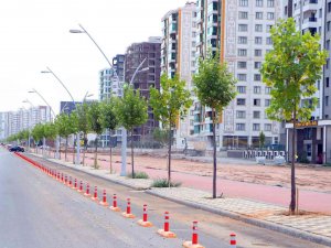 Diyarbakır’da Mezopotamya Bulvarına 528 Çınar Ağacı Dikildi