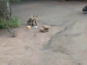 Kardemi̇r İçerisindeki Tilki Böyle Görüntülendi