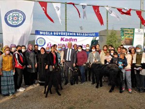 Büyükşehir Yatağan’da Kıl Keçisi Dağıtacak