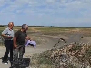 Tedavisi Tamamlanan Kızıl Şahin Doğal Ortamına Bırakıldı