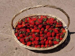Başkan Yüce: “Tarım Bu Şehrin Geleceği Olacak”