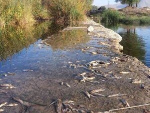 Çaydaki Balık Ölümleri Tedirgin Etti