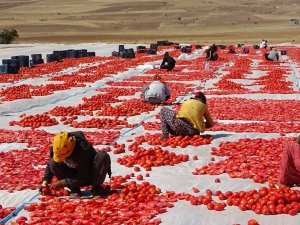 Bitlis’ten Amerika Ve Avrupa’ya Kurutulmuş Domates