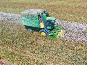 Çukurova’da Pamuk Hasadı Başladı