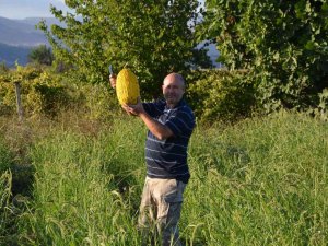 Kırkağaç Kavununda İlk Hasat