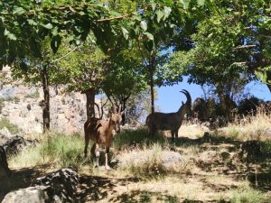 Dağ Keçileri Mezarlığı Mesken Tuttu