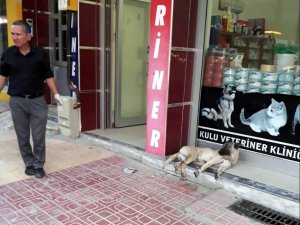 Otomobil Sürücüsü Çarptığı Köpeği Veterinere Götürüp Tedavi Ettirdi