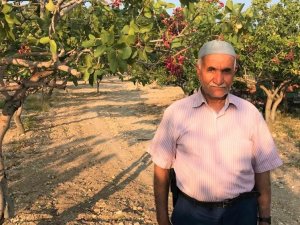 Denizli’de Antep Fıstığı Yetiştiriciliği Yaygınlaşıyor