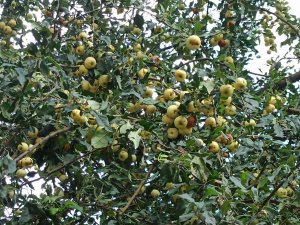 Toplanmayan Elmalar Dalında Çürüdü