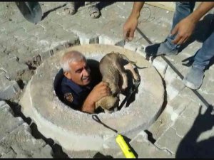 Kuyuya Düşen Yavru Köpek Kurtarıldı