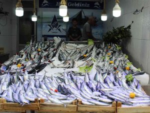 Karadeniz’de Palamut Avcılığı Hareketlendi