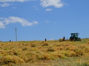 Siirt’te Çiftçilere Hibe Desteğiyle Kırmızı Mercimek Tohumu Dağıtılacak