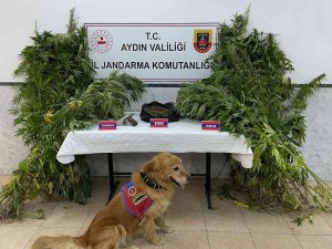 Aydın’da Bir Haftada 6 Uyuşturucu Taciri Tutuklandı