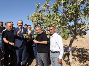 Batman’da Fıstık Hasadı Etkinliği Düzenlendi