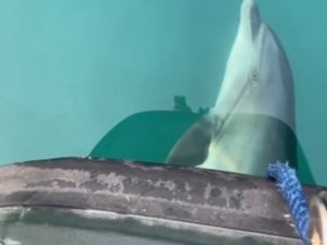 Yunuslardan, Koruma Ekibine Teşekkür Gösterisi