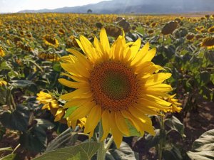 Karadeni̇zbi̇rli̇k’in Ayçiçeği Ön Alım Fiyatı 10,5 Lira