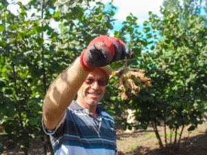 ‘Fındık Bahçelerinde Rehabilite Projesi’nde İlk Hasat Yüz Güldürdü