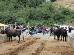 Hayvancılıkta ’Sözleşmeli Besicilik’ Dönemi
