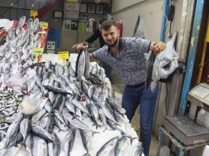 Havalar Serinledi, Palamut Kendini Gösterdi