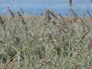 Çanakkale’de Çöplük Alan Lavanta Bahçesine Dönüştü