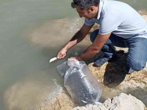 Kozan’da 40 Bin Yavru Aynalı Sazan Göletlere Bırakıldı