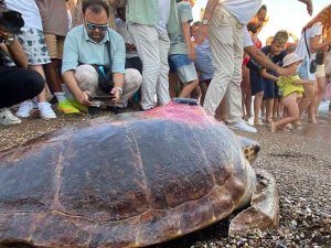 Caretta Caretta ’Lara Barış’ın 600 Kilometrelik Yolculuğunu 29 Bin Kişi Görüntüledi