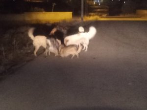 Van’da Sokak Köpeklerinin Korkutan Kavgası