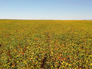 Büyükşehir’den Buğday Ve Nohutun Ardından Aspir Hasadı