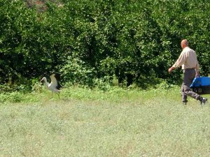 Kanadı Kırılan Leylek Hayatını Hayvanat Bahçesinde Sürdürecek