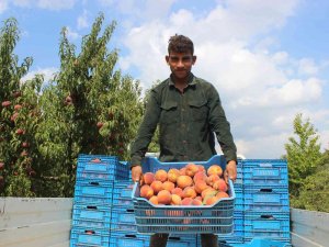 Bilecik Bu Yıl 36 Bin Ton Şeftali İhraç Etti