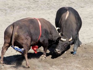 Türkiye’nin En Güçlü Boğaları Denizli’de Arenaya Çıkıyor