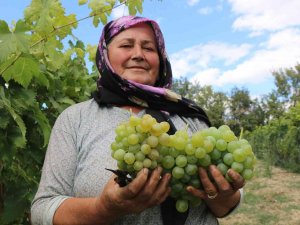 Coğrafi İşaretle Tescillenmesi Beklenen Çavuş Üzümünün Hasadı Başladı