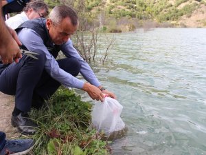 Karabük’te 20 Bin Yavru Sazan Balık Gölle Buluştu