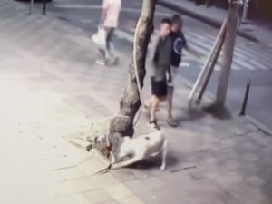 Zeytinburnu’nda Pitbull Dehşeti Kamerada