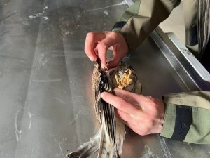 Yaralı Kerkenez Kars’ta Tedavi Altına Alındı