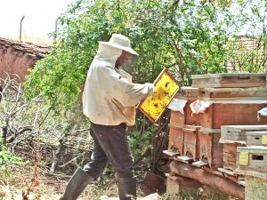 ’Toprak Dede’ Sungurlu’da Kapari Balı Üretiyor