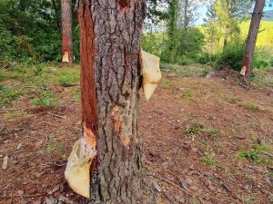Düzce’nin Ekonomisine Ciddi Destek