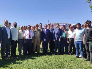 Gürpınar’da Silajlık Mısır Hasadı