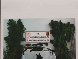 Bahçesine Kenevir Eken Şahıs Jandarma Operasyonuyla Yakalandı
