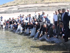 19 İlde 19 Milyon Yavru Sazan Sulara Bırakıldı