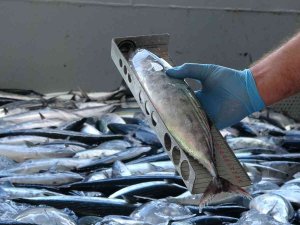 Sezon Açıldı, Balıkçılara Yönelik Denetimler Sıkılaştı