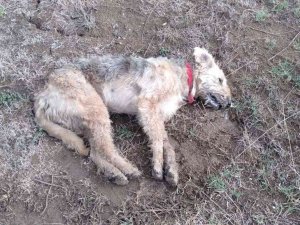 Bandırma Yenisığırcı Mahallesi’nde Hayvan Katliamı