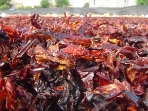 Vazgeçilmez Baharat ’Urfa İsotu’