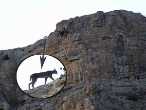 Aladağlar’da Vaşak Görüntülendi