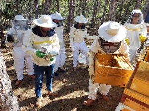 Ziraat Öğrencilerinin Uygulamalı Eğitim Aldığı Kovanlarda Verim Bu Yıl 300 Kiloyu Aşacak