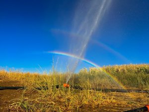 Tarım Sulama Borusu Patladı, Oluşan Gökkuşağı Görsel Şölen Oluşturdu