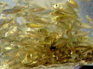 Osmaniye’de Mehmetli Barajı’na Yavru Sazan Balıkları Bırakıldı