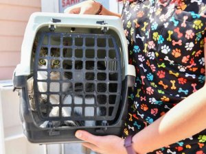 Ankara’da 4 Ayda 7 Bin 459 Sokak Hayvanı Kısırlaştırıldı