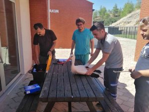 Yaralı Leylekler Tedavi Edildi
